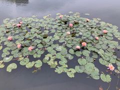 -五缘湾湿地公园
