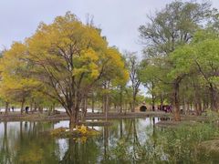 -金塔沙漠胡杨林景区