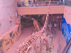 -陕西自然博物馆