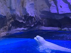 -海合安青岛极地海洋公园
