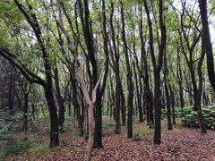 -昆山城市生态森林公园