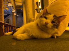 -Sirena海妖日咖夜酒