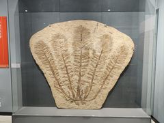 -大连自然博物馆