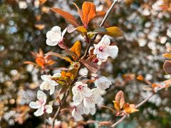 -中国天府农业博览园