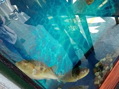 -肆月河豚·新淮扬(金融街店)