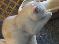 -欣宠猫屋·矮脚拿破仑·蓝金金渐层