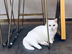 -飞行喵MR PILOT|猫舍·猫咖(静安大融城店)