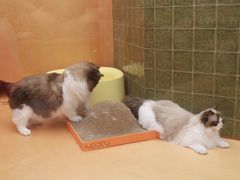 -帕帕拉兹宠物(亚洲旗舰店)