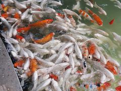 -南宫五洲植物乐园