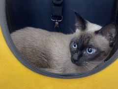 -纳吉亚猫专科动物诊疗中心(蒋宅口分院)