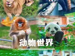 -西霞口神雕山野生动物世界