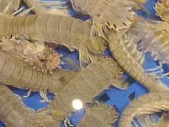 -老渔翁海肠捞饭(幸福九村店)