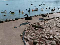 -上海野生动物园