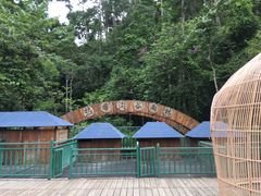 -西双版纳原始森林公园