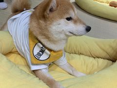 -逗柴咖啡屋·狗咖猫咖宠物桌游