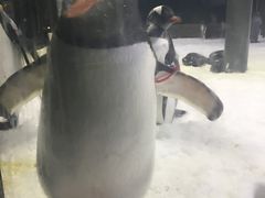 -悉尼海洋生物水族馆