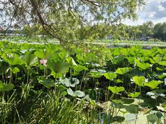 -长春市南湖公园