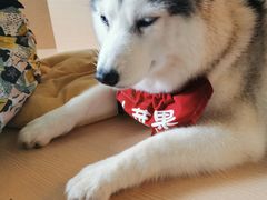 -Husky Go! 哈士奇体验馆·宠物咖啡厅狗咖