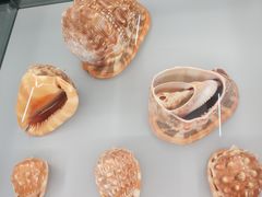 -天津古林古海岸遗迹博物馆