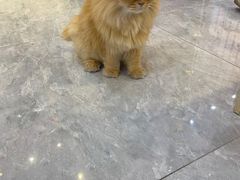 -爪爪喵星球·猫舍(前海卓越店)