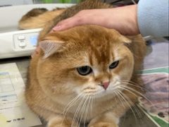 -四月宠物医院·猫专科·心脏专科·内科(转塘店)