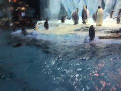 -帝企鹅自助餐厅•儿童岛•真企鹅(长隆企鹅酒店)