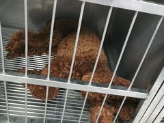 -申普宠物医院·心脏介入·心血管微创(总院)