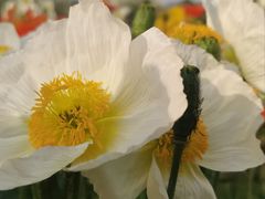 -名花谷生态庄园