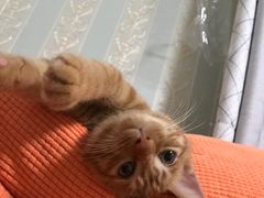 -纳吉亚猫专科动物医院博雅分院