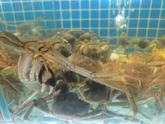 -蟹将军·松叶蟹和牛日料放题自助(K11店)
