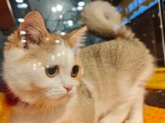 -欣宠猫屋·矮脚拿破仑·蓝金金渐层