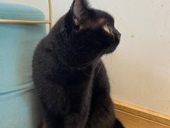 -猫在这儿猫咪咖啡馆·撸猫馆