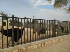 -恩格贝生态旅游区