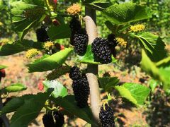 -名花谷生态庄园