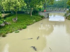 -中国扬子鳄村