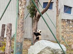 -卧龙中华大熊猫苑神树坪基地