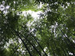 -川西竹海景区