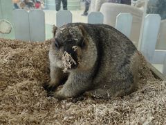 -怪兽屋·羊驼·猫咖·狗咖(俊华广场店)