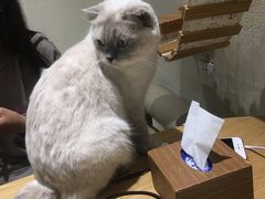 -藏猫猫咖啡主题馆(中央大道店)