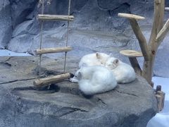 -海合安青岛极地海洋公园