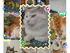 -平行世界·猫咖(首经贸店)