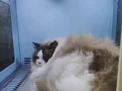 -萌兽医馆·宠物医院·猫骨科(创景店)