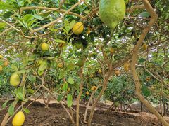 -兰陵国家农业公园