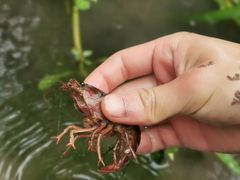 -重庆彩云湖湿地公园