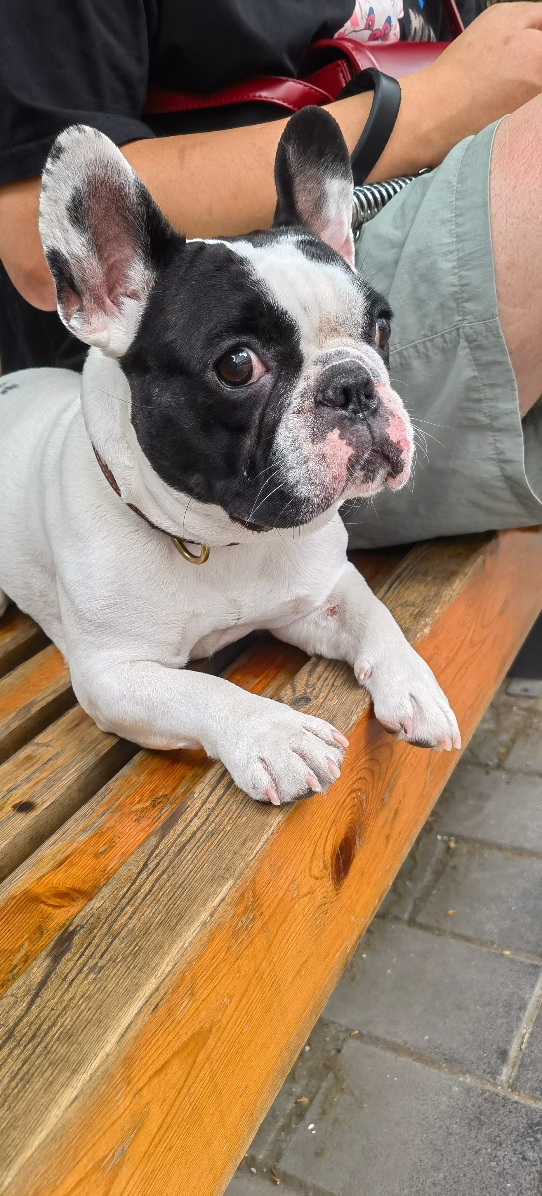 宠物狗狗的日常萌