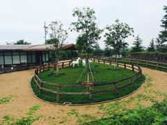 马场-泰生小镇旅游景区