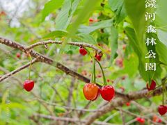 -广州市流溪河国家森林公园