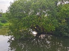 -贡湖湾湿地公园