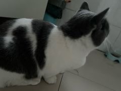 -糯米喵星人总部直营旗舰店·猫舍·幼猫出售
