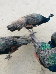 -萌宠亲子动物乐园(槐房万达店)